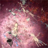 Dead Planet game