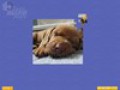 تحميل مجاني للقطة من لعبة  Super Jigsaw Puppies 3